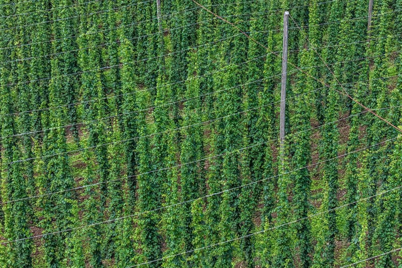 Hop