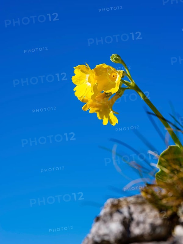 Alpine auricula