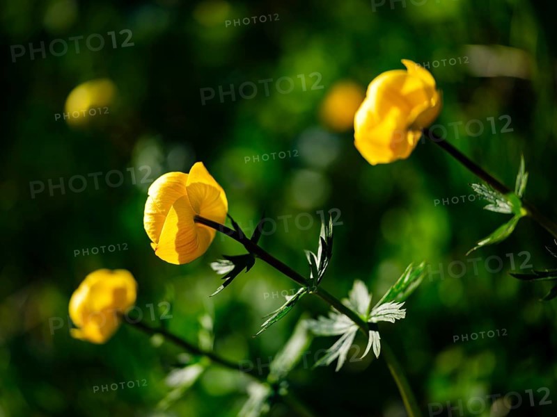 Troll flowers