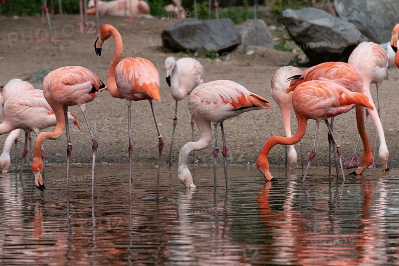 American flamingos
