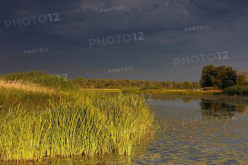 Evening mood in the floodplain forest
