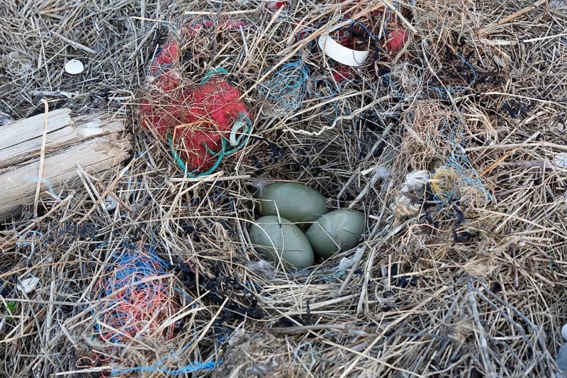 Litter from the sea
