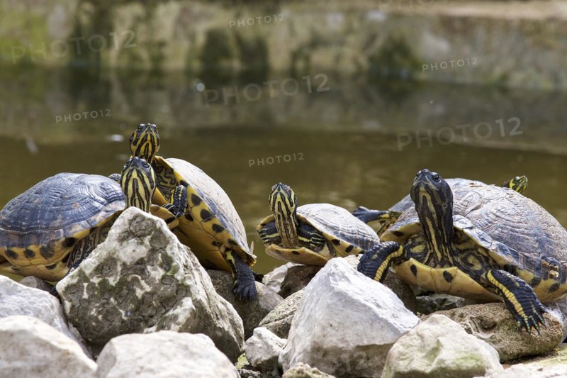 Ornate turtles