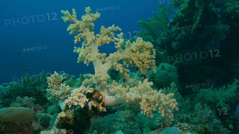 Soft coral Yellow Broccoli or Broccoli coral