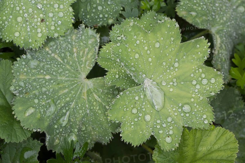 Lady's mantle