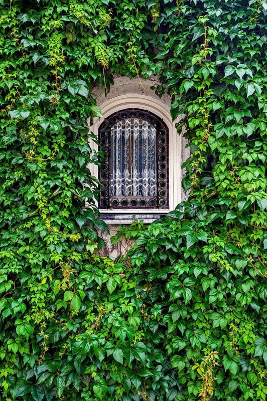 Arched window entwined with -common