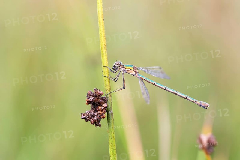 Emerald damselfly
