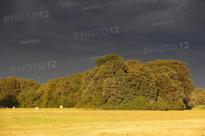 Evening mood in the floodplain forest
