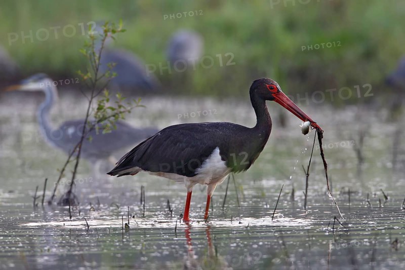 Black stork