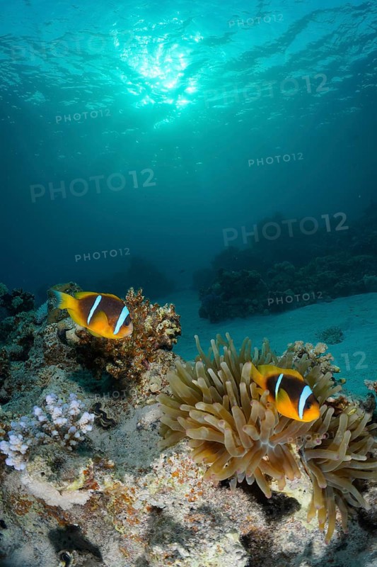 Pair of red sea clownfish