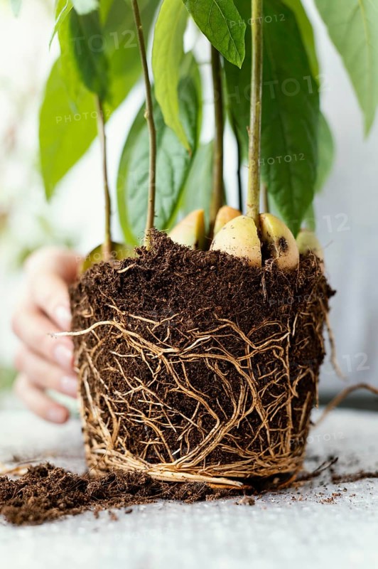 Close up hand with roots soil