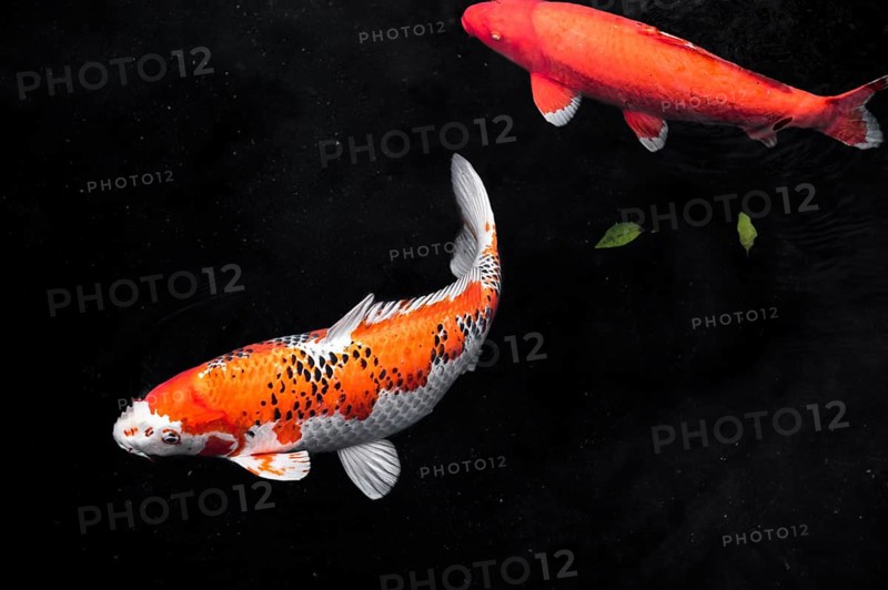 Top view colorful koi fishes4