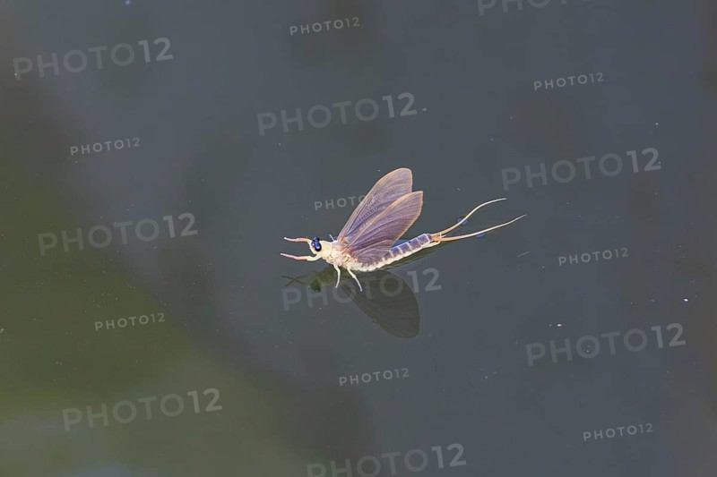 Mayfly
