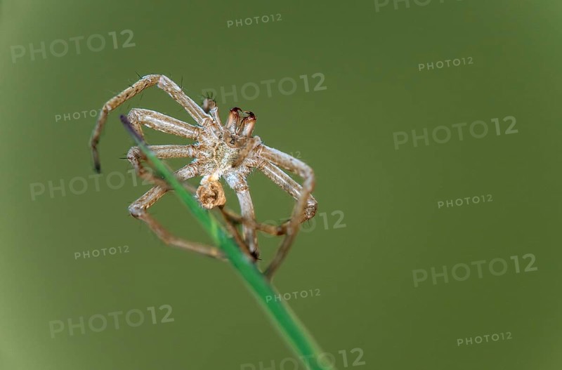 Exoskeleton