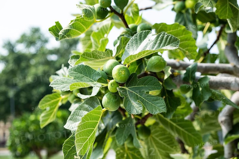 Ripe figs on a fig tree
