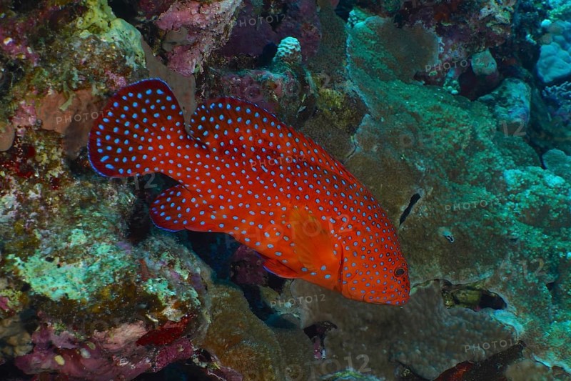Jewel Grouper