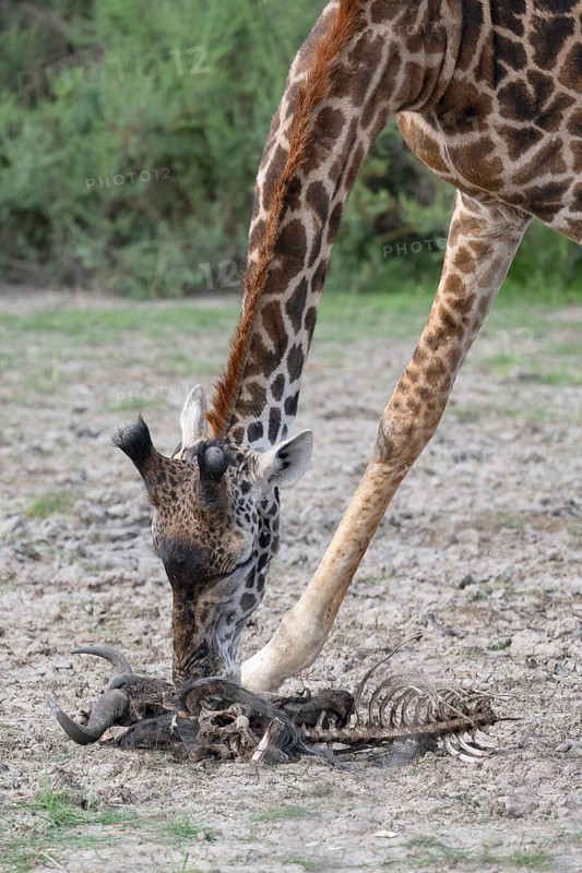 Masai giraffe