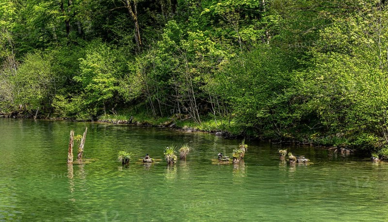 Platform made of wood for breeding ducks