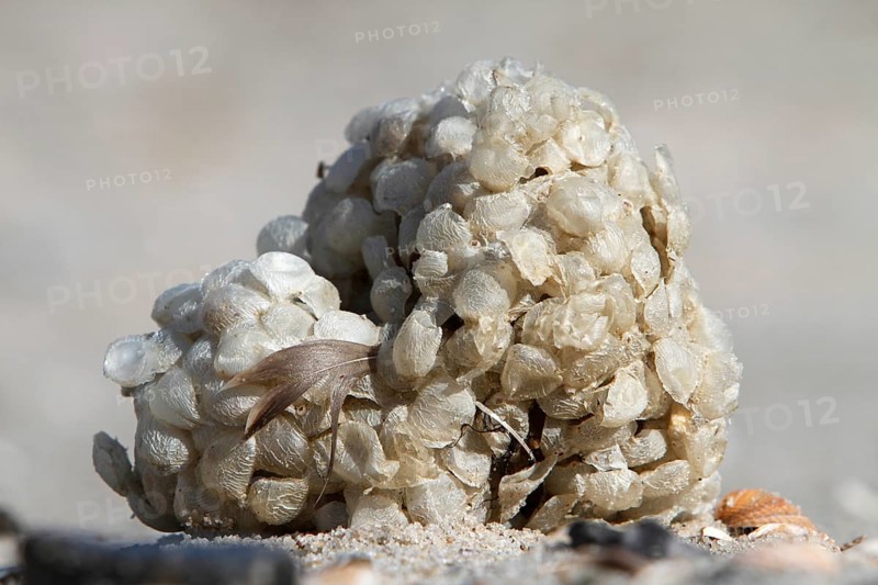 Spawn balls of the common whelk