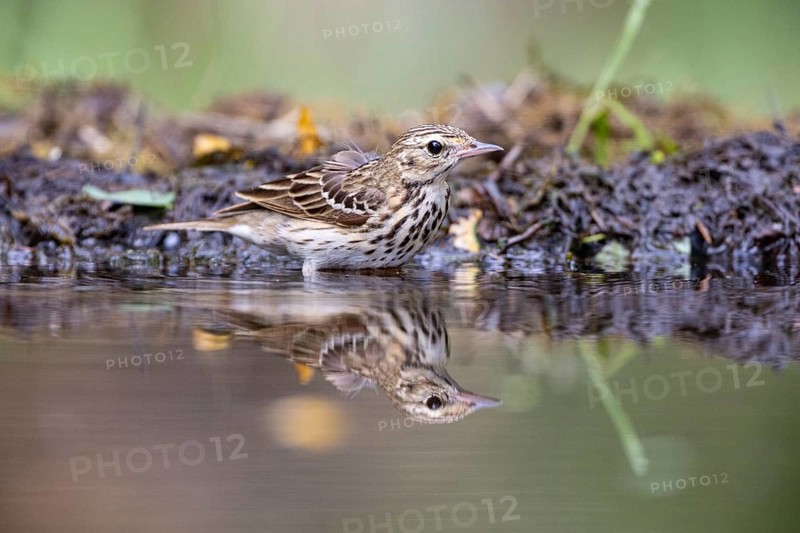Tree Pipit