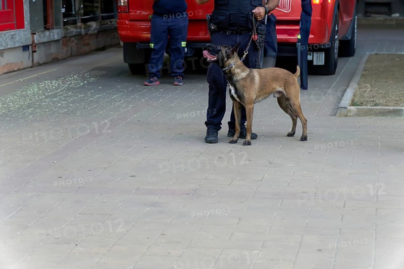 Training of a Belgian Shepherd Malinois dog for police work