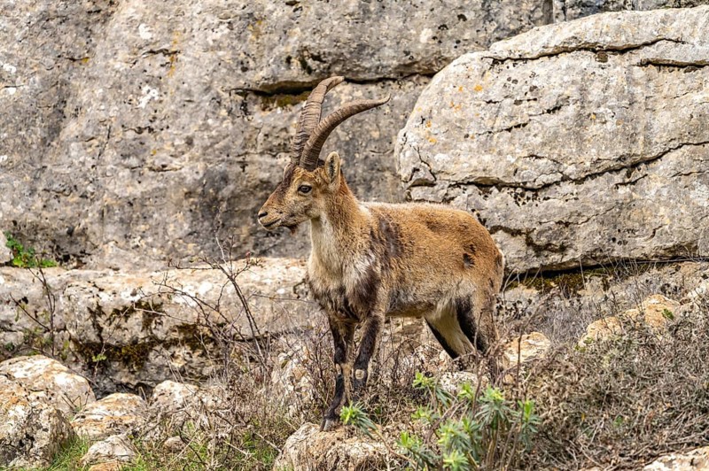Spanish ibex