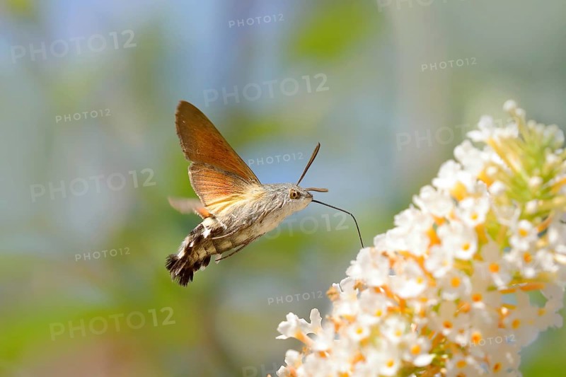 Hummingbird hawk-moth