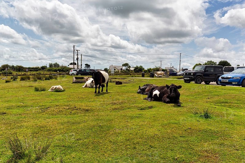 Cows in a meadow