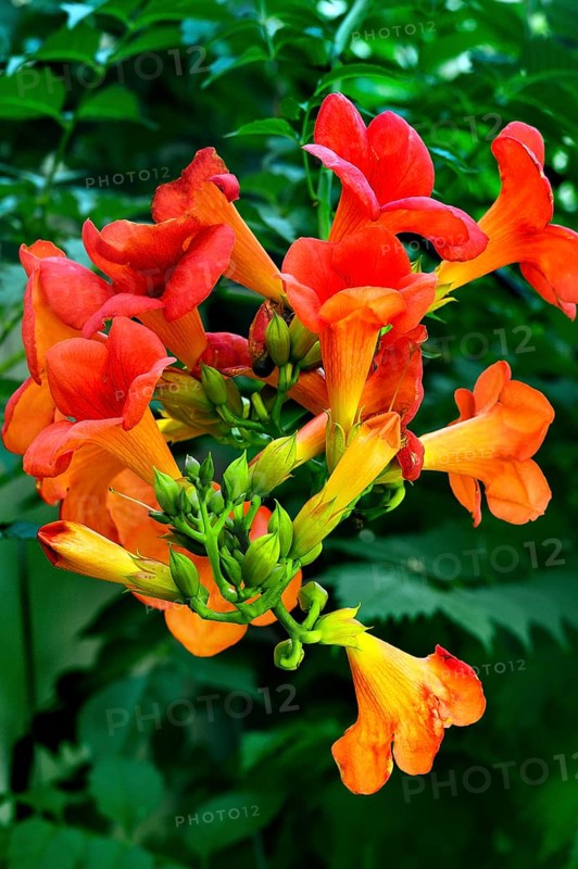 Trumpet creepers