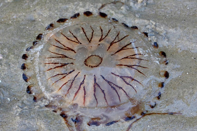 Washed up compass jellyfish