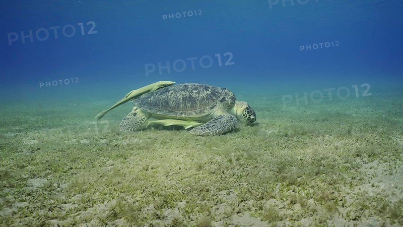 Wide-angle shot of Sea turtle grazing on the seaseabed