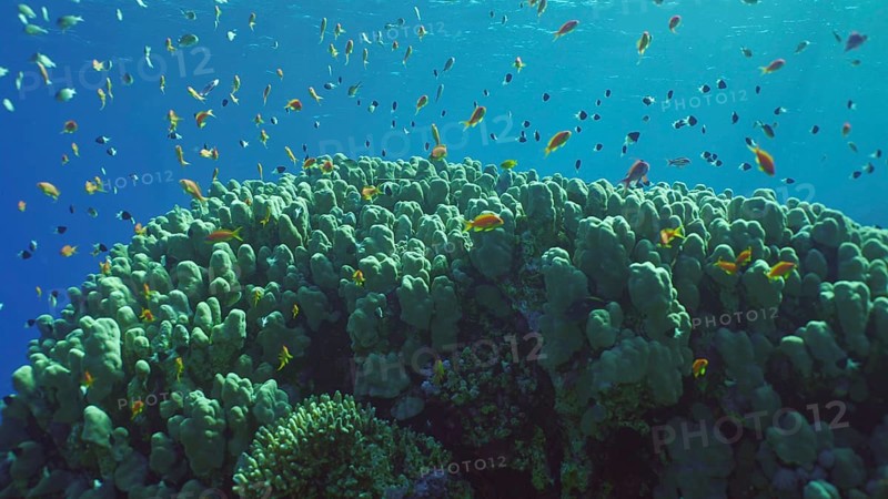 Hard corals colony Porites