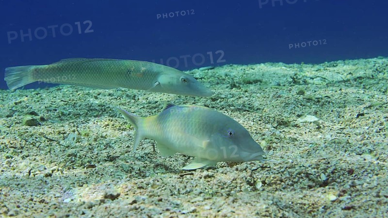 Close-up of Cinnabar Goatfish
