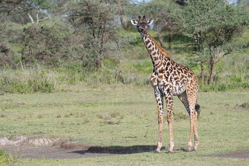 Masai giraffe