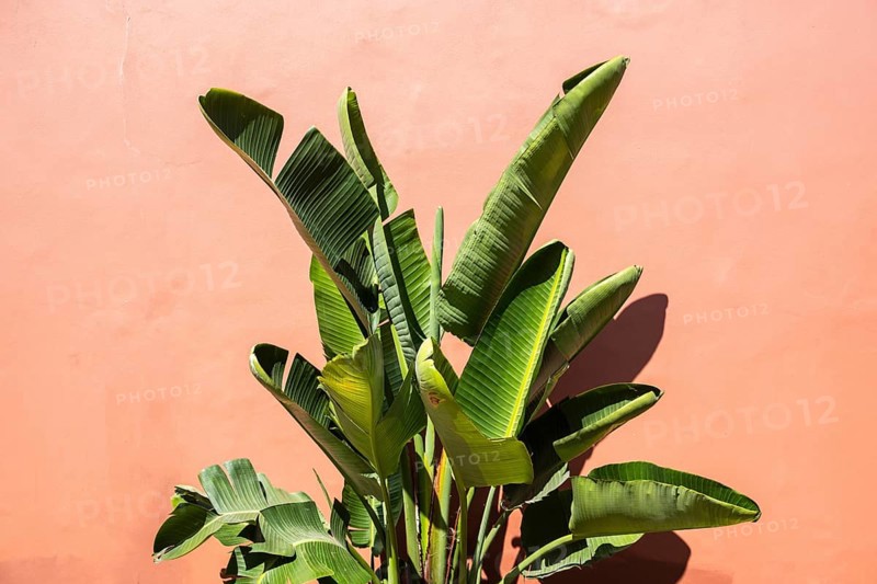 Banana tree in front of a wall