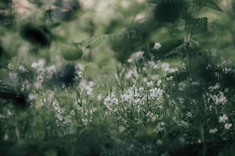 Stinging nettles