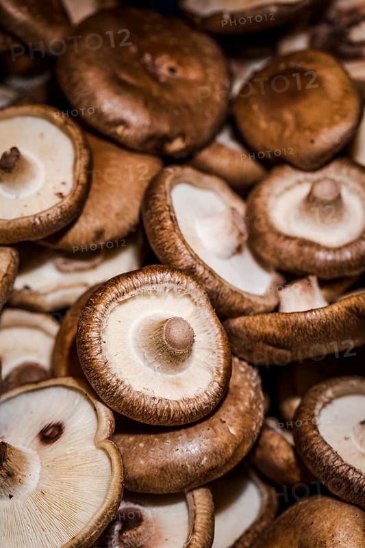 Healthy mushrooms organic harvest sales