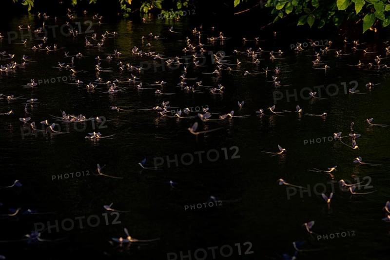 Mayfly