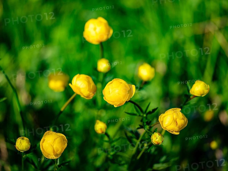 Troll flowers