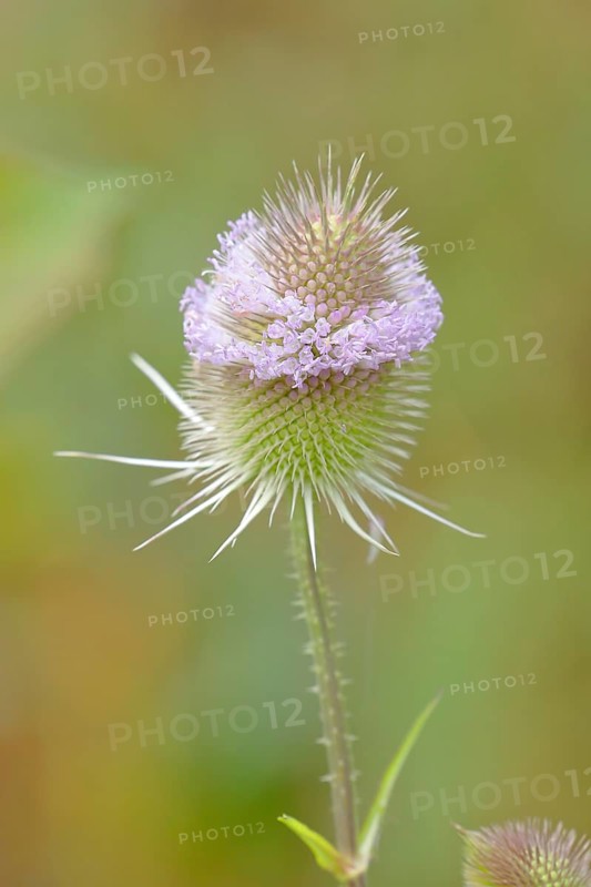 Wild teasel