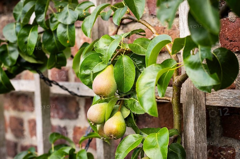 Trellis fruit on a brick wall