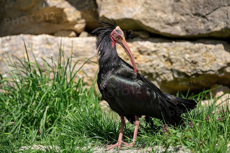 Northern bald ibis