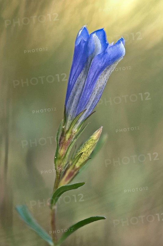 Marsh gentian