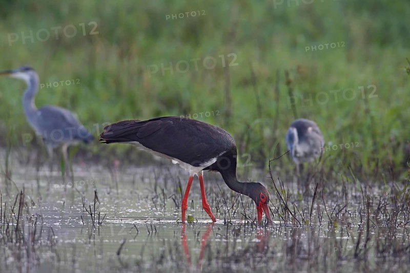 Black stork