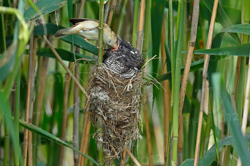 Common cuckoo