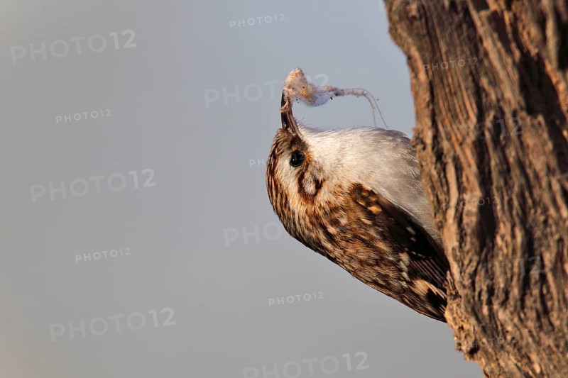 Eurasian treecreeper