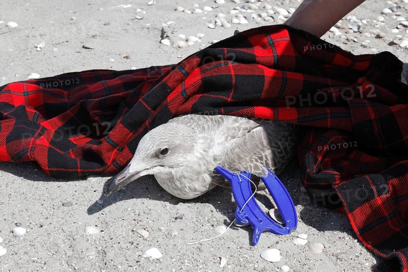 Litter from the sea