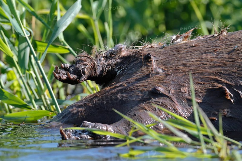 Beaver