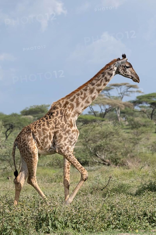 Masai giraffe