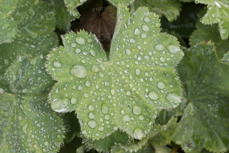 Lady's mantle
